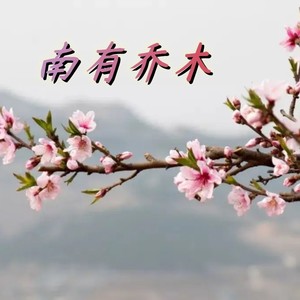 南有乔木
