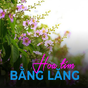 Hoa tím bằng lăng