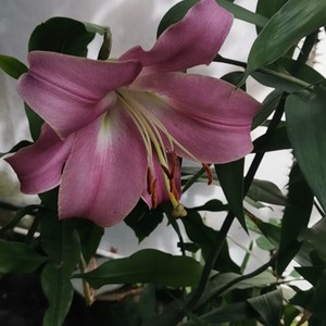 牛仔在学跆拳道