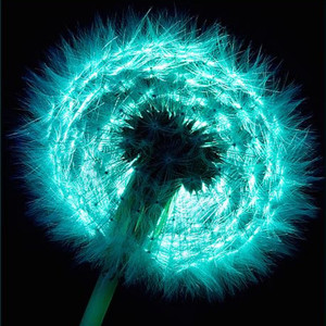 Wonderland (Explicit)