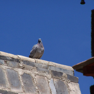 沐浴在阳光中的鸽子
