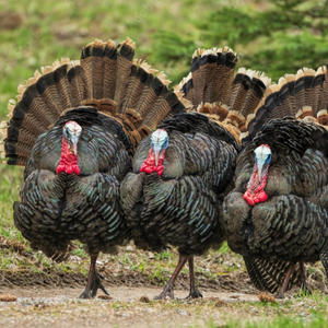 Turk Talk (feat. KD40 & Jayl9nd) (Explicit)