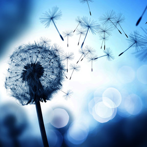 風媒花 (风媒花)