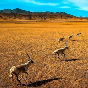 秋天的无人区 (Live)