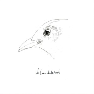 Blackbird