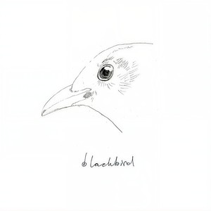 Blackbird