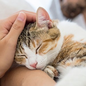 Ritmos Suaves Para La Comodidad Del Gato