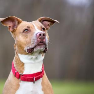 Loyalty Of A Pit (Explicit)