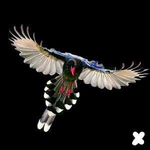 Orito Cantora & Jenn del Tambó - Bullerengue para un Ángel (Dr Parnassus & Rheda Andrews Edit)