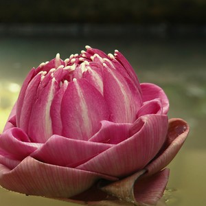 怨苍天变了心 (片段版)