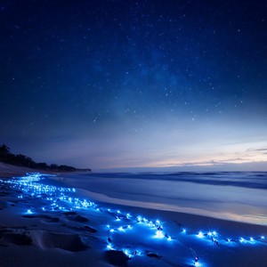 The Roar Of The Stormy Seas