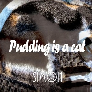 Pudding is a cat
