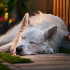 Ritmos Suaves Para La Calma Del Perro