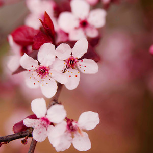 Plum Flower