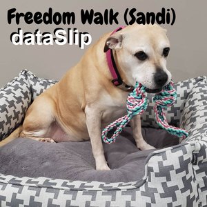 Freedom Walk(Sandi)