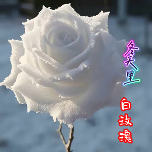 冬天里的白玫瑰