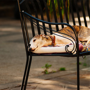 100 Enlivening Meditation Tracks for Dogs