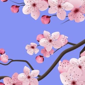 Cherry Blossom