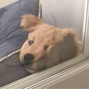 亚健康人群说明书demo