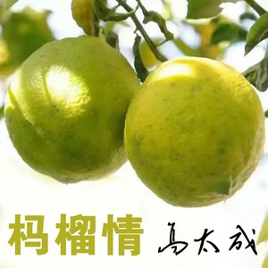 杩榴情 (伴奏)