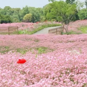 寂寞在唱什么歌