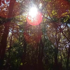 Ride The .Wav (2023 remaster|Explicit)