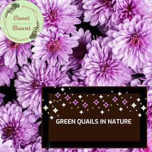 Green Quails in Nature