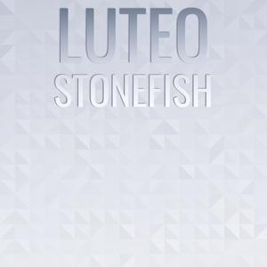 Luteo Stonefish