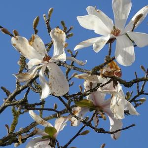 Paulownia