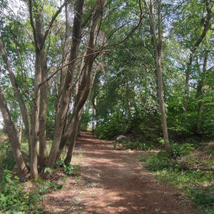 Soothering nature and forest sounds