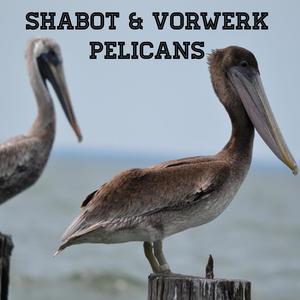 Pelicans