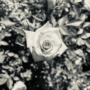 Te Me Escapas (feat. Salvassjk) (Explicit)