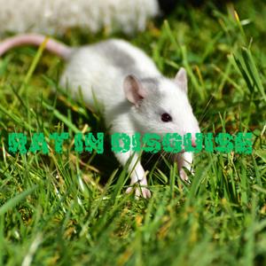 Rat In Disguise (Explicit)