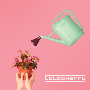 Cold Cherry - 흰기러기 (白雁)