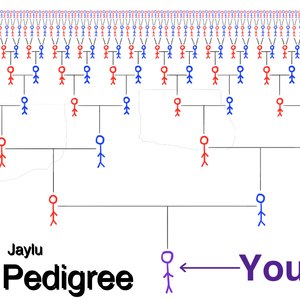 Pedigree