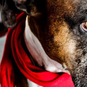 把回忆拼好给你 (心跳版)