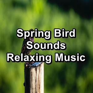 beautiful bird sounds cozy day and night loopable