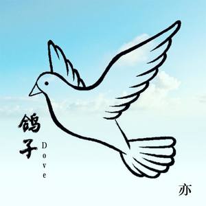 鸽子 Dove