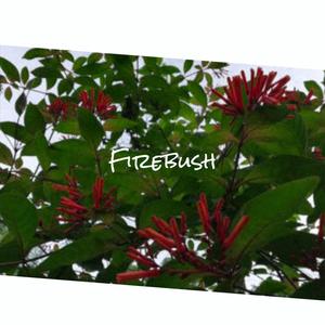 Firebush