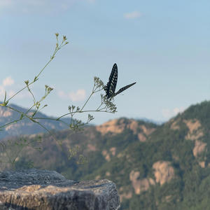 Sleeping By the Altar