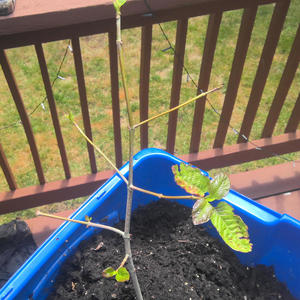 my hart hurt **** upps (Explicit)