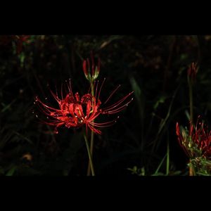 荒木