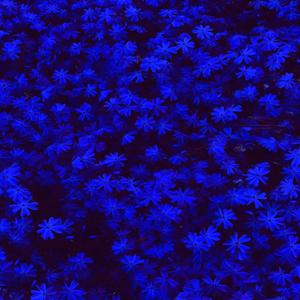 misery x company (feat. Days to Waste) (Explicit)