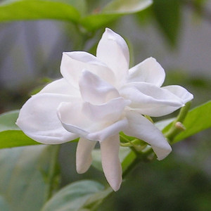 茉莉花remix (Remix)