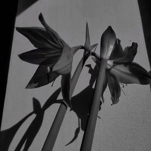 灰 (Prod.No Birthday)