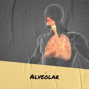 Alveolar