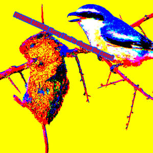 ****IN RADKAL (Explicit)