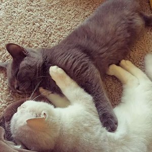 不必再打了 (prod.by ZIV)