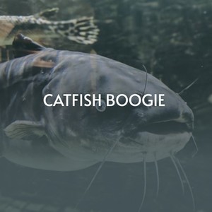 Catfish Boogie