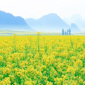 维维 - 给VS给